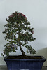 Leptospermum 'Mesmer Eyes' (Tea Tree)