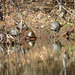 Painted turtles sunbathing by the pond