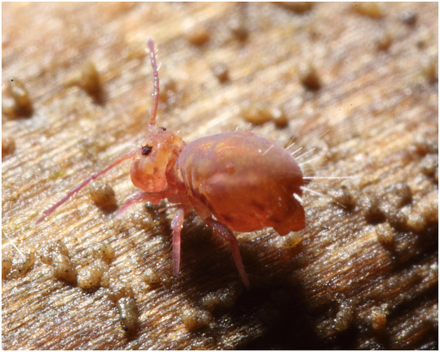 IMG .87900Springtail