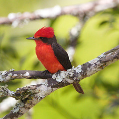 EF7A6205 Vermillion Flycatcher