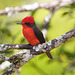 EF7A6205 Vermillion Flycatcher