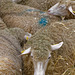 Les moutons (4)