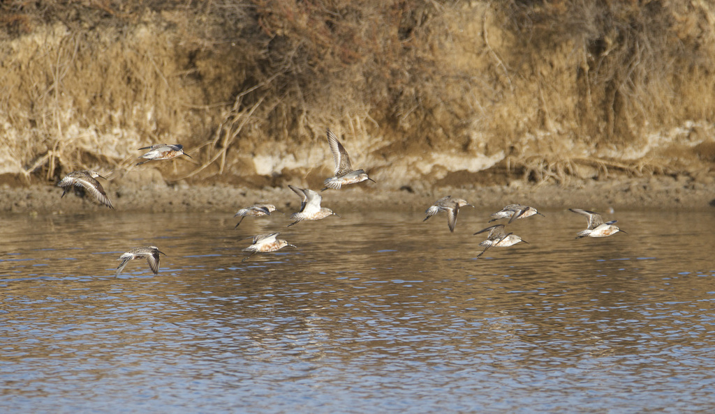 Calidris ferruginea, Pilrito-de-bico-comprido