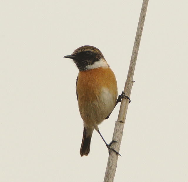 EF7A0395bird