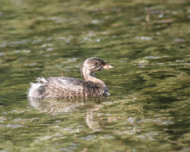 grèbe à bec bigarré / pied-billed grebe grèbe à bec bigarré / pied-billed grebe