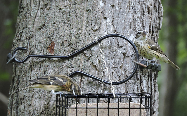 Rose-breasted Grosbeaks