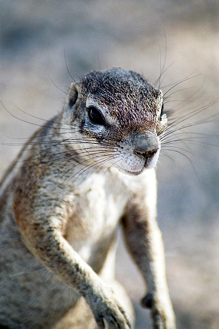 Erdhörnchen Porträt