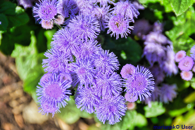 Gewöhnlicher Leberbalsam (Ageratum houstonianum)