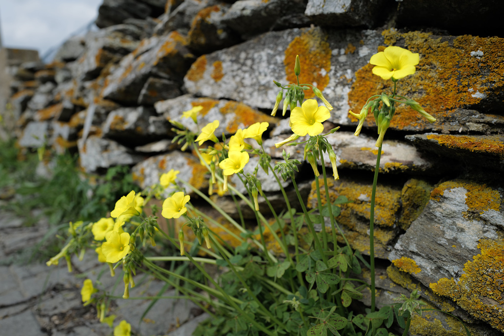 Oxalis-pes-caprae, Azedas