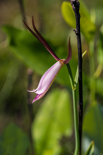 Cleistesiopsis divaricata (Large Rosebud orchid)