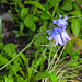 20210514 0185CPw [D~LIP] Spanisches Hasenglöckchen (Hyacinthoides hispanica), Bad Salzuflen