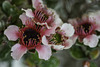 Leptospermum 'Mesmer Eyes' (Tea Tree)