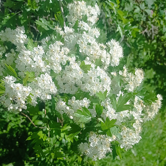 Tenderness hawthorn flowers...