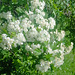 Tenderness hawthorn flowers...