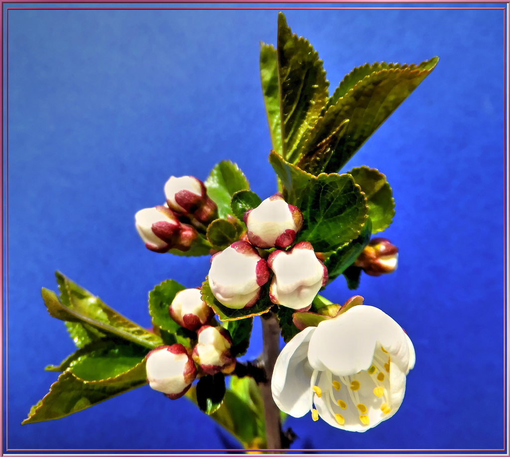 Kirschblüten 2. ©UdoSm