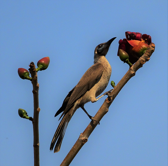 Bird at East Point 1