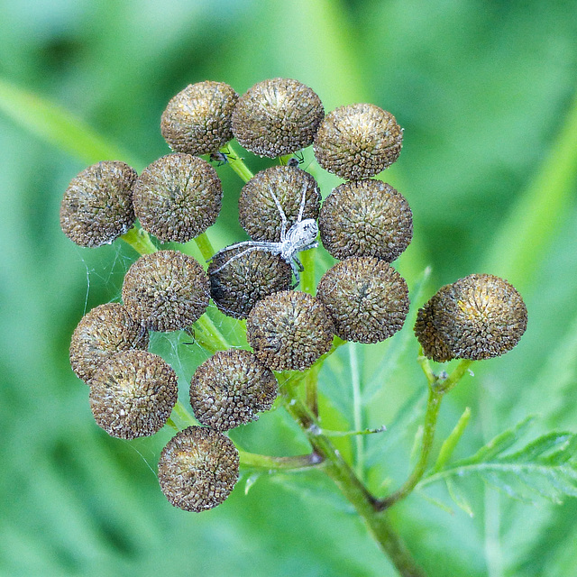 Pale grey spider on Common Tansy seedheads