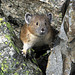 American Pika