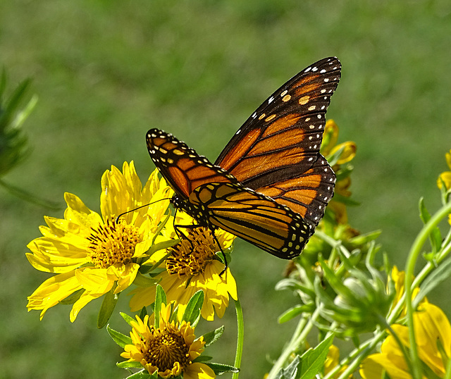 Monarch Saturday ! ~ Monarch butterfly (Danaus plexippus)10-10-2015