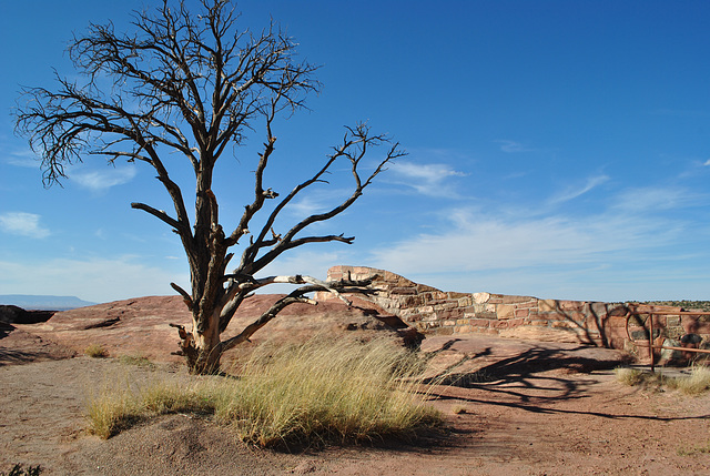 Lone Tree - Canyon de Chelly, AZ