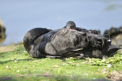Black Swan keeping one beady eye open