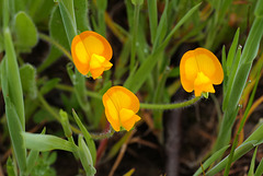 Arachis hypogaea, Fabaceae