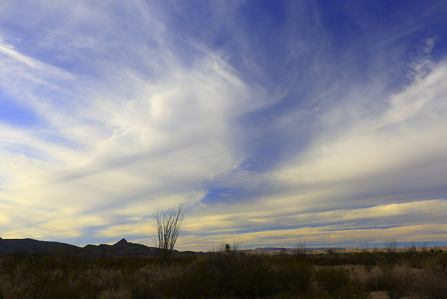 Ocotillo Grove