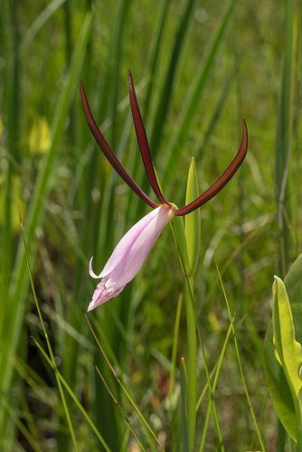 Cleistesiopsis divaricata (Large Rosebud orchid)