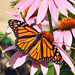 monarch butterfly DSC 0338