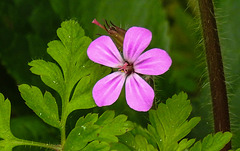 20210514 0187CPw [D~LIP] Stinkender Storchsschnabel (Geranium robertianum agg), Bad Salzuflen