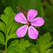 20210514 0187CPw [D~LIP] Stinkender Storchsschnabel (Geranium robertianum agg), Bad Salzuflen