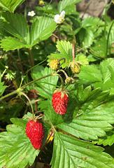 Fraises des bois