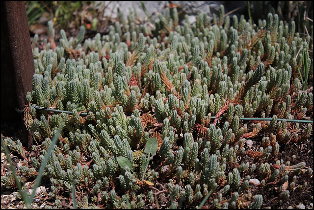 Sedum ochroleucon