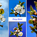 Collage Kirschblüten. ©UdoSm
