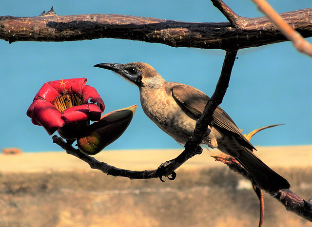 Bird at East Point 2