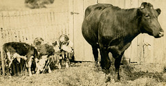 Triplet Calves, Rooks County, Kansas (Cropped)
