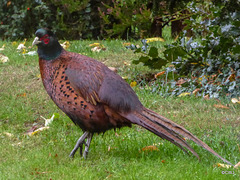 Young Cock pheasant waiting for breakfast service