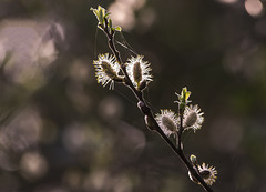 brotes primaverales en febrero