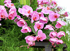 Blumenschmuck auf einer Bundesgartenschau