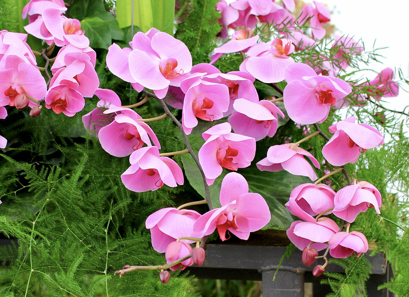 Blumenschmuck auf einer Bundesgartenschau