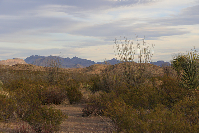 Ocotillo Grove