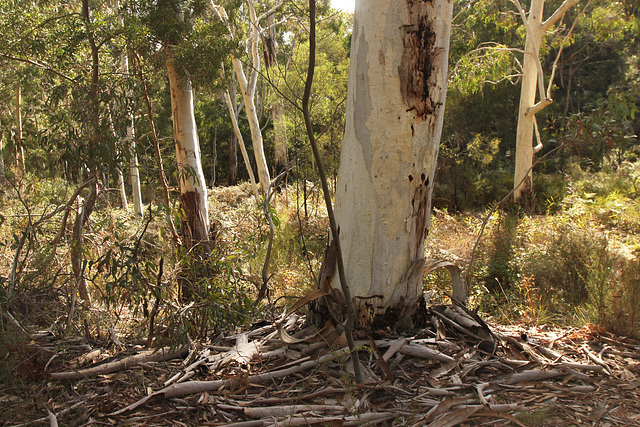 Eucalyptus dalrympleana valley, Mylor Parklands.