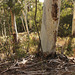 Eucalyptus dalrympleana valley, Mylor Parklands.