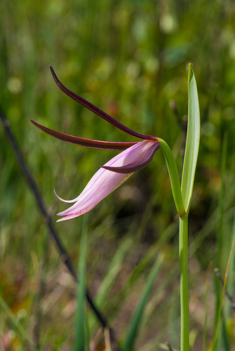 Cleistesiopsis divaricata (Large Rosebud orchid)
