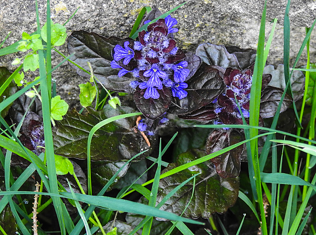 20210514 0188CPw [D~LIP] Kriechnder Günsel Ajuga reptans 'Atropurpurea'), Bad Salzuflen