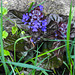 20210514 0188CPw [D~LIP] Kriechnder Günsel Ajuga reptans 'Atropurpurea'), Bad Salzuflen