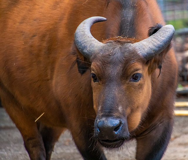 Congo buffalo