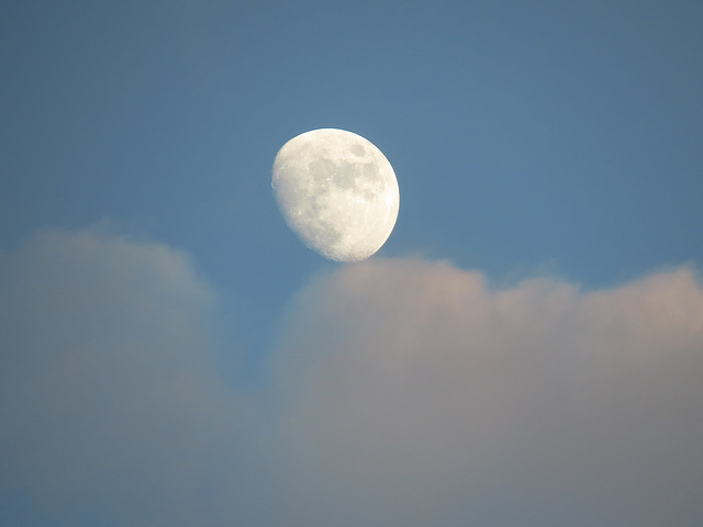 Gibbous moon