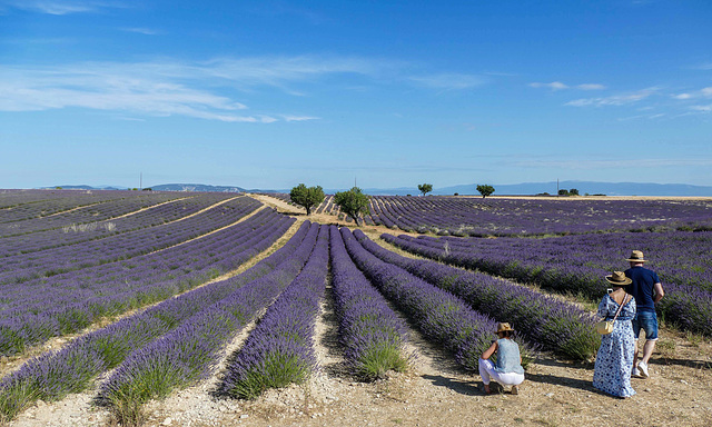 Des bleus et des arômes sur Valensole..............