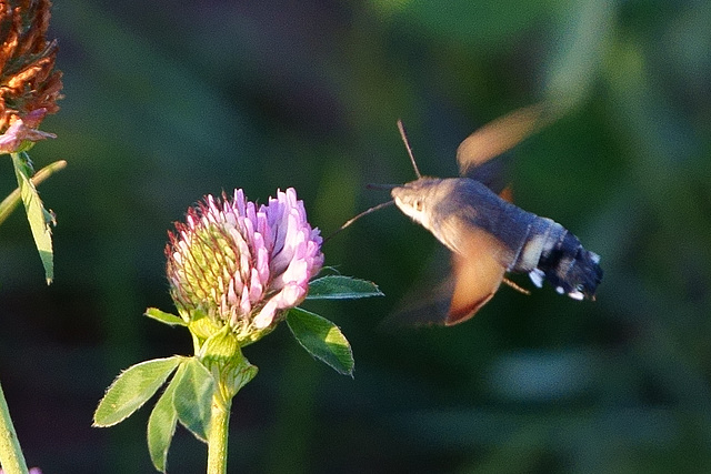 Taubenschwänzchen an Klee